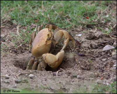 5018 Land Crab.jpg