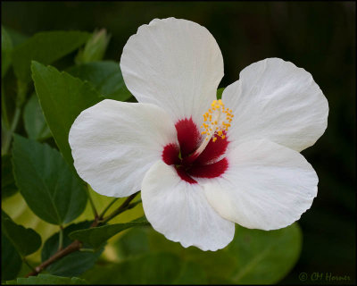 4755 Hibiscus.jpg