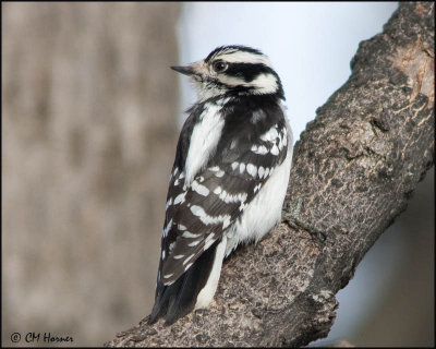 3878 Downy Woodpecker.jpg