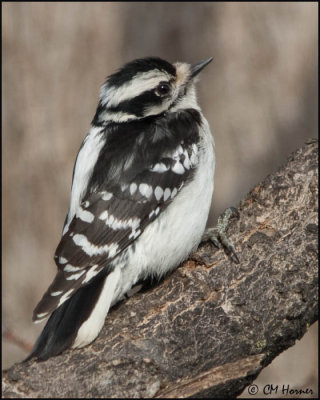 3903 Downy Woodpecker.jpg