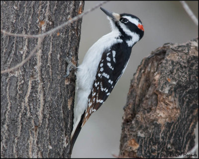 3917 Hairy Woodpecker.jpg
