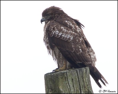 4004 Red-tailed Hawk imm.jpg