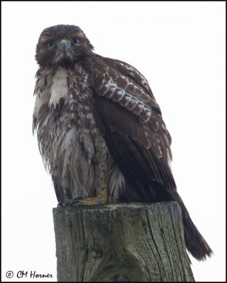 4013 Red-tailed Hawk imm.jpg