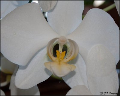 4051 Orchid.jpg