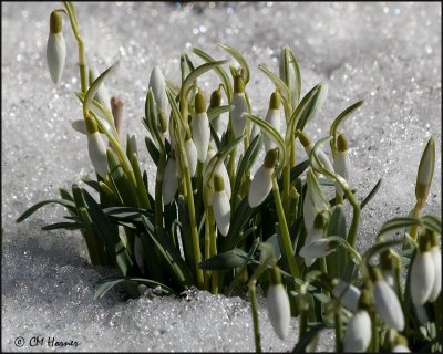 4059 Snowdrops in the snow.jpg