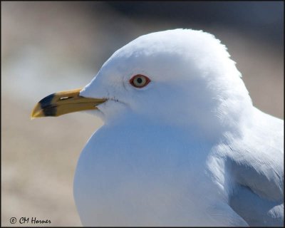 4209 Ring-billed Gull breeding profile.jpg