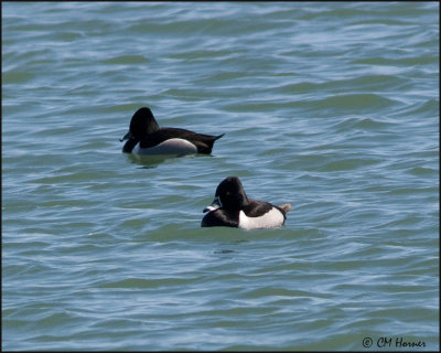 4305 Ring-necked Ducks.jpg