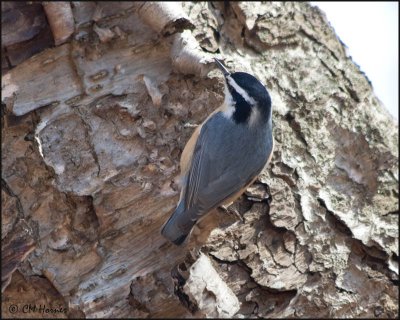 4334 Red-breasted Nuthatch.jpg