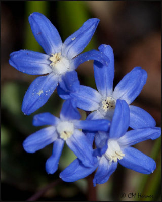 4528 Scilla.jpg