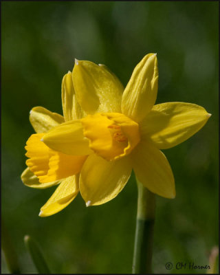 4538 Daffodils.jpg