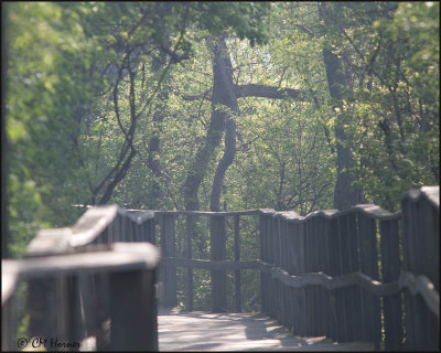 5056 Sun dappled boardwalk.jpg