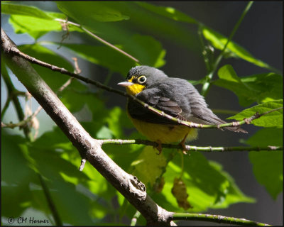 5103 Canada Warbler.jpg