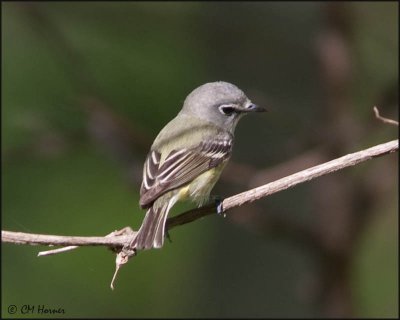 5108 Blue-headed Vireo.jpg
