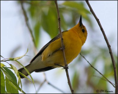 5128 Prothonotary Warbler.jpg