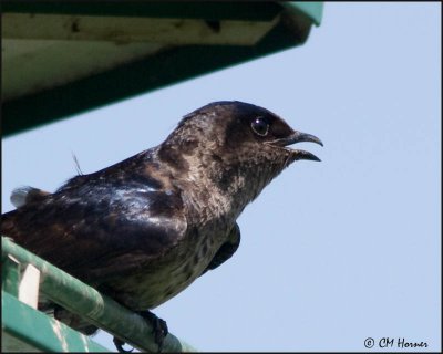 5143 Purple Martin.jpg
