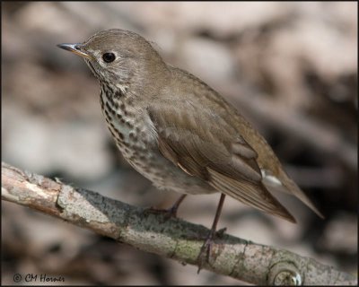 5217 Gray-cheeked Thrush.jpg