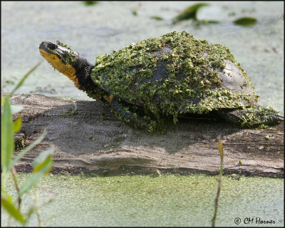 5235 Blanding's Turtle.jpg