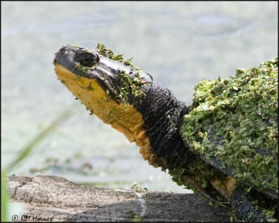 5236 Blanding's Turtle.jpg