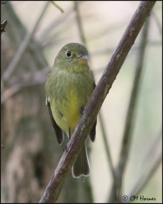 5251 Yellow-bellied Flycatcher.jpg