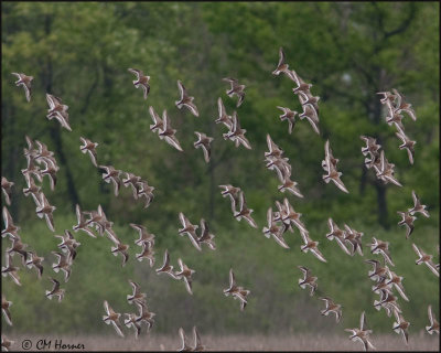 5278 Dunlin.jpg