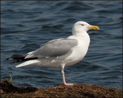 5307 Herring Gull adult.jpg