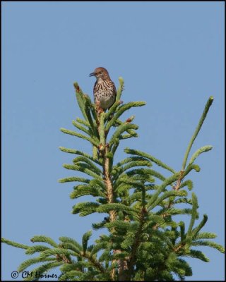 5356 Brown Thrasher.jpg