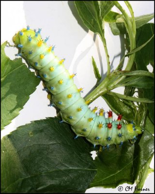 5487 Cecropia moth caterpiller.jpg