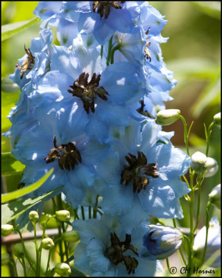 5368 Delphinium.jpg