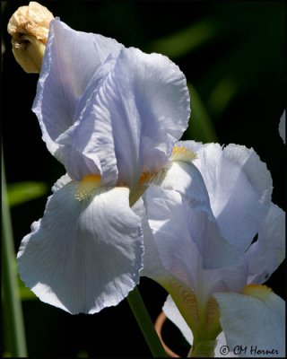 5405 Bearded Iris Blue.jpg