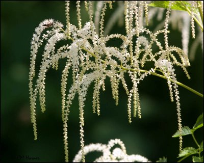 5410 Goat's Beard.jpg