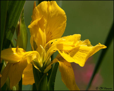 5415 Yellow Iris.jpg