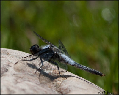 5418 Chalk-fronted Corporal.jpg