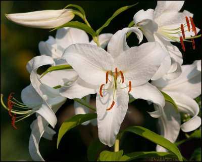 5571 White Lily.jpg