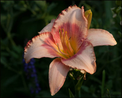 5583 Peach Lily.jpg