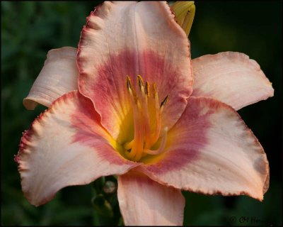 5586 Peach Lily.jpg