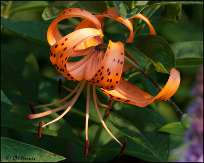 5609 Tiger Lily.jpg