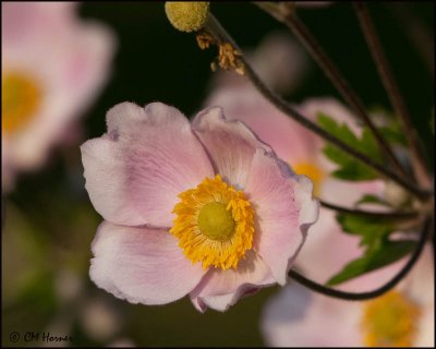 5612 Japanese Anemone.jpg