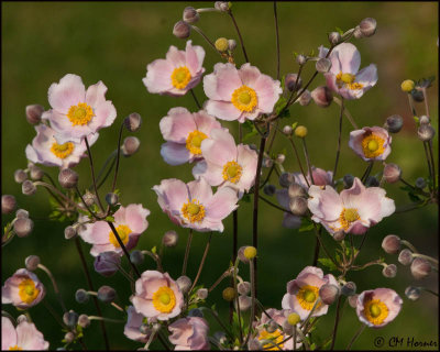 5613 Japanese Anemone.jpg