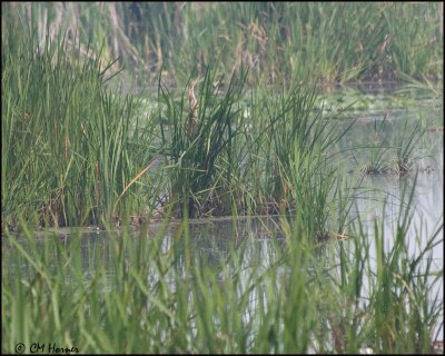 5704 American Bittern.jpg