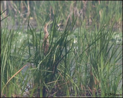 5705 American Bittern.jpg