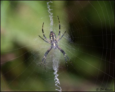 5745 Black and Yellow Argiope Spider.jpg