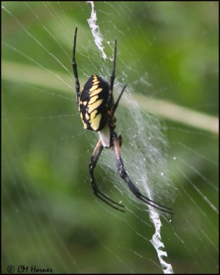 5752 Black and Yellow Argiope Spider.jpg