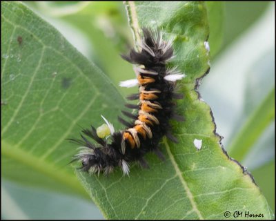 5761 Milkweek Tussock Moth cat.jpg