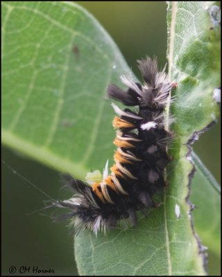 5764 Milkweed Tussock Moth caterpillar.jpg