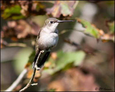 5777 Ruby-throated Hummingbird.jpg