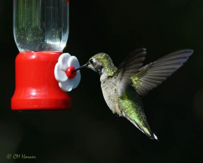 5790 Ruby-throated Hummingbird.jpg
