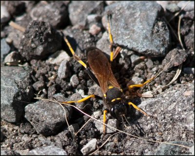 5819 Black and Yellow Mud Dauber Wasp.jpg