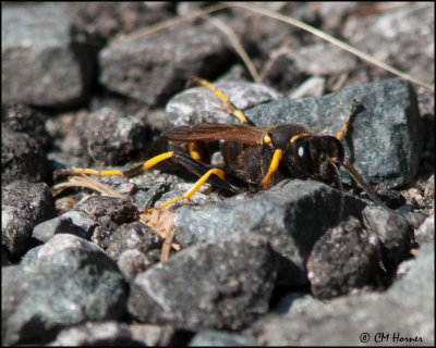 5823 Black and Yellow Mud Dauber Wasp.jpg