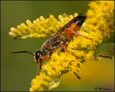 5831 Great Golden Digger Wasp.jpg