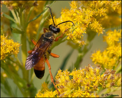 5832 Great Golden Digger Wasp.jpg
